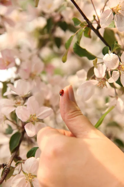Ladybug on the finger on the background of a flowering Apple tre — Stock Photo, Image