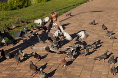 Küçük çocuk bir yaz parkında güvercinleri kovalıyor. Moskova. 18.05.2019