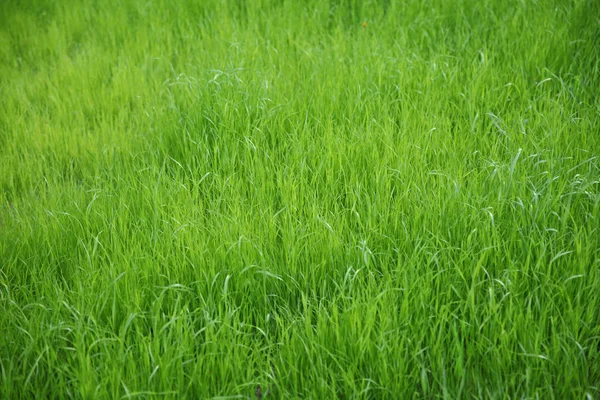 Fundo verde de gras naturais não cortadas — Fotografia de Stock