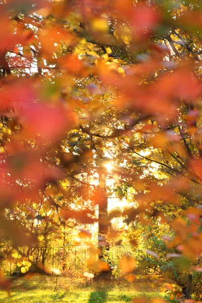 Defocused autumn background, tree, scarlet leaves of bushes and — Stock Photo, Image