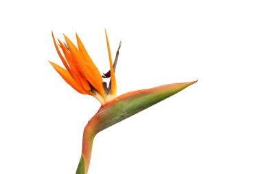 Beyaz arkaplanda izole edilmiş Strelitzia Reginae çiçeği