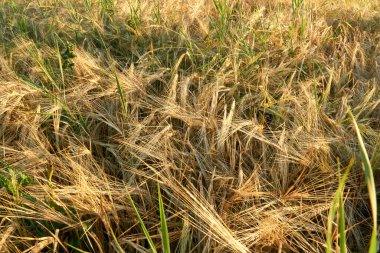  Voronezh bölgesindeki tarlalarda batan güneşin ışınlarında altın çavdar kulakları.