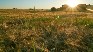  Voronezh bölgesindeki tarlalarda batan güneşin ışınlarında altın çavdar kulakları.