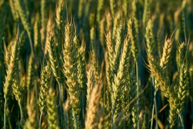  Voronezh bölgesindeki tarlalarda batan güneşin ışınlarında altın çavdar kulakları.