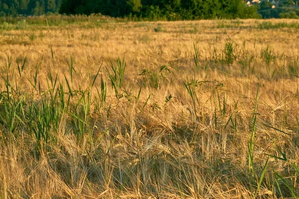 Orecchie Oro Segale Nei Raggi Del Sole Tramonto Sui Campi — Foto Stock