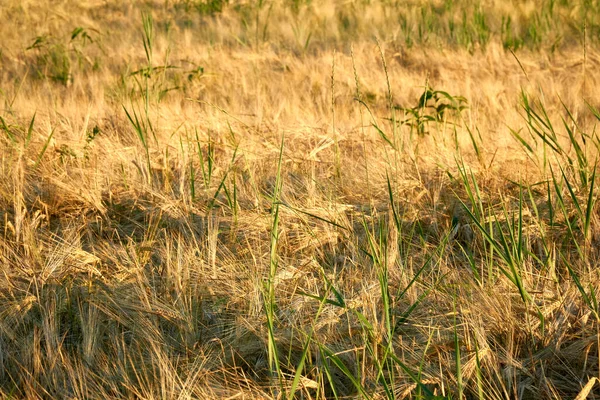 Orelhas Douradas Centeio Nos Raios Sol Poente Nos Campos Região — Fotografia de Stock