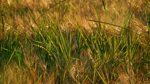 Orelhas Douradas Centeio Nos Raios Sol Poente Nos Campos Região — Fotografia de Stock