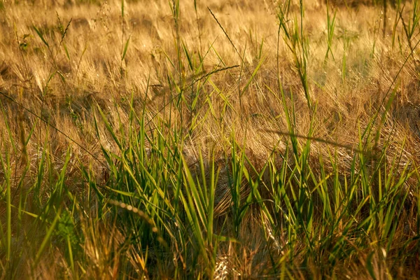 ヴォロネジ地域のフィールド上の夕日の光線中のライ麦の黄金の耳 — ストック写真