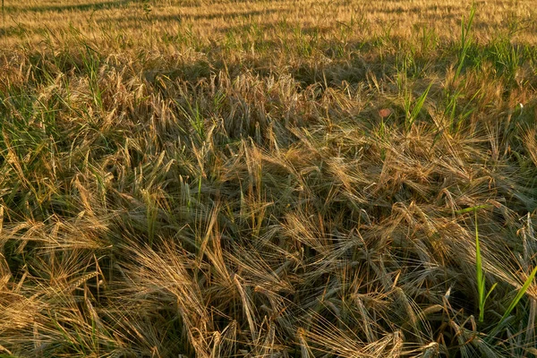 Gouden Oren Van Rogge Stralen Van Ondergaande Zon Velden Voronezh — Stockfoto