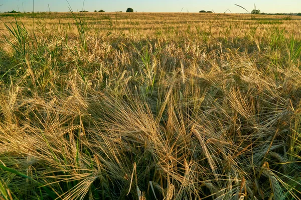 Orelhas Douradas Centeio Nos Raios Sol Poente Nos Campos Região — Fotografia de Stock