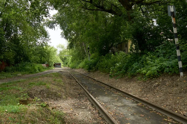 Railway rails in the greenery of urban thickets