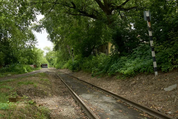 Railway rails in the greenery of urban thickets
