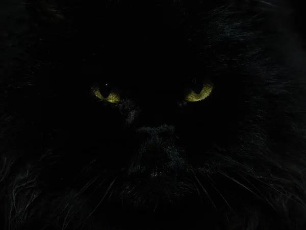 Karanlıktan gelen siyah bir kedinin sarı gözleri