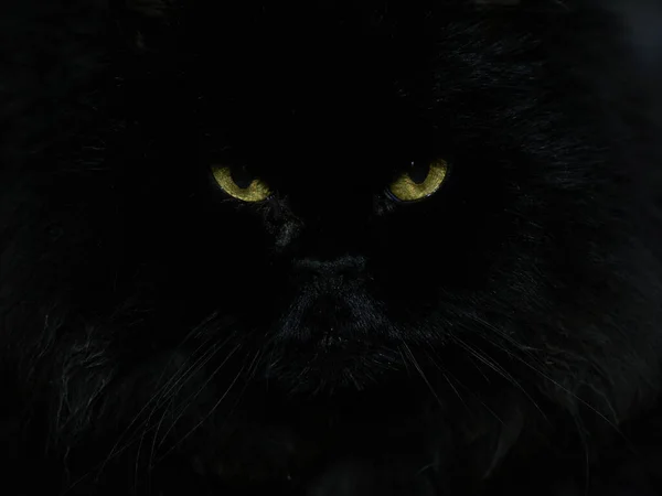 Žluté Oči Černé Kočky Tmy — Stock fotografie