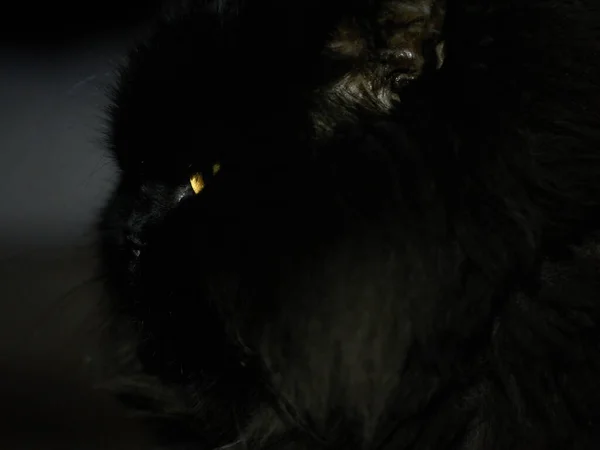 黑暗中一只黑猫的黄色眼睛 — 图库照片