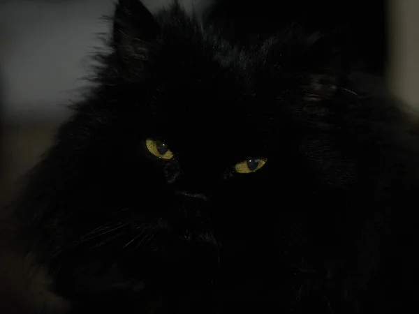 Gelbe Augen Einer Schwarzen Katze Aus Der Dunkelheit — Stockfoto