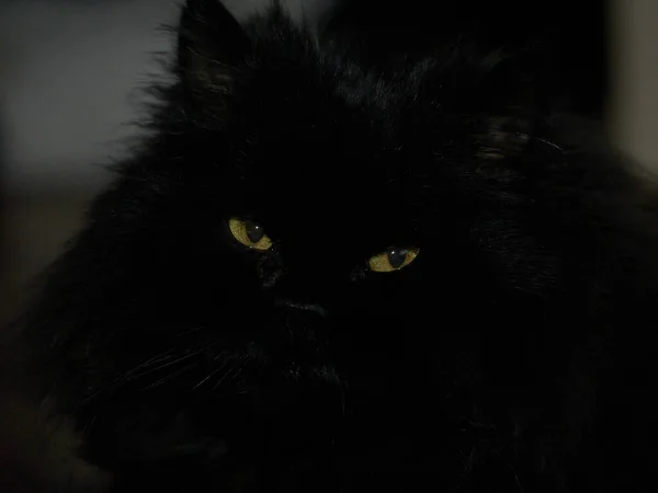 Yeux Jaunes Chat Noir Obscurité — Photo