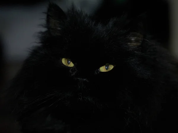 Жовті Очі Чорного Кота Темряви — стокове фото