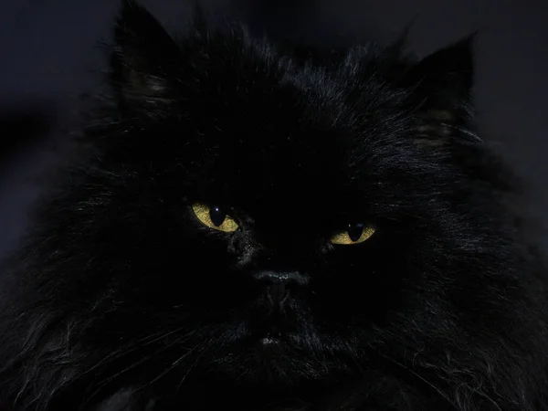 Mustan Kissan Keltaiset Silmät — kuvapankkivalokuva