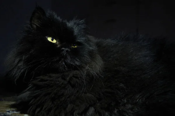 Желтые Глаза Черной Кошки Темноты — стоковое фото