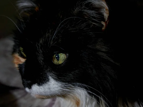 闇からのカメシェル猫の黄色の目 — ストック写真