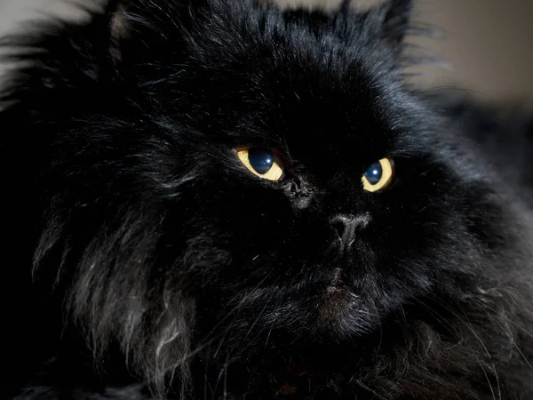 Olhos Amarelos Gato Preto Escuro — Fotografia de Stock