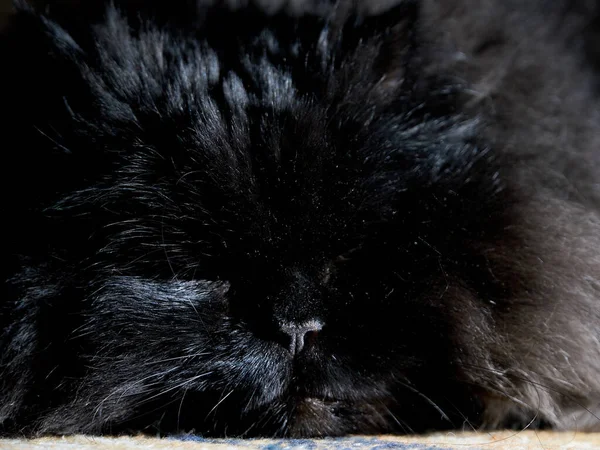 Egy Fekete Macska Sárga Szeme Sötétségből — Stock Fotó