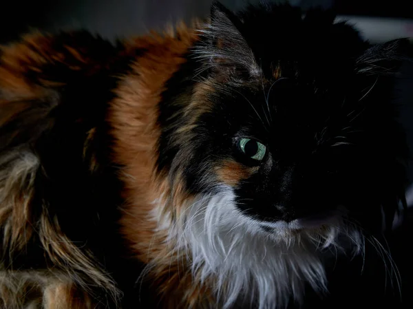 Die Gelben Augen Einer Schildpatt Katze Aus Der Dunkelheit — Stockfoto