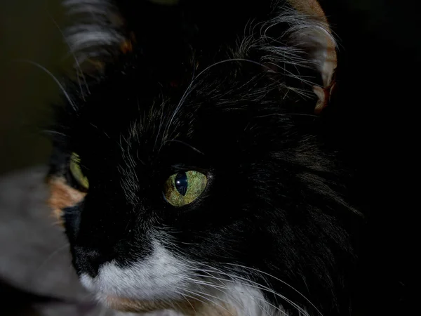 Желтые Глаза Кошки Торсиды Темноты — стоковое фото