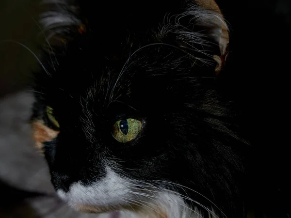 Egy Teknősbéka Macska Sárga Szeme Sötétségből — Stock Fotó