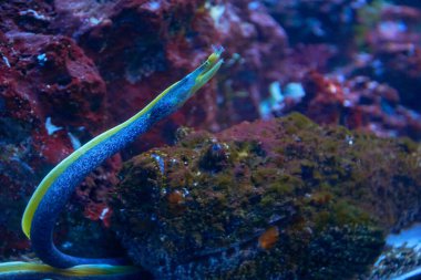Mavi ve sarı moray Rhinomuraena doğal yaşam alanında