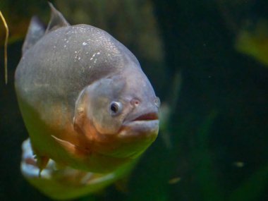 Piranhas Pygocentrus nattereri doğal ortamında