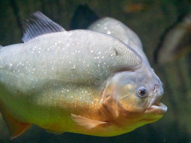 Piranhas Pygocentrus nattereri doğal ortamında
