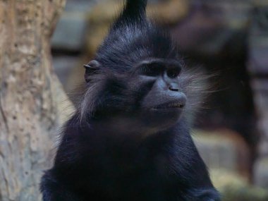 Siyah ibikli maymun Lophocebus aterrimus