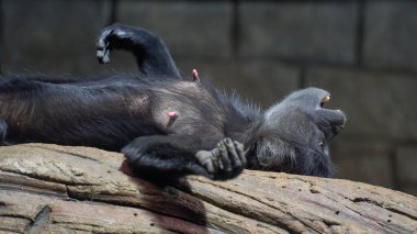 Siyah ibikli maymun Lophocebus aterrimus