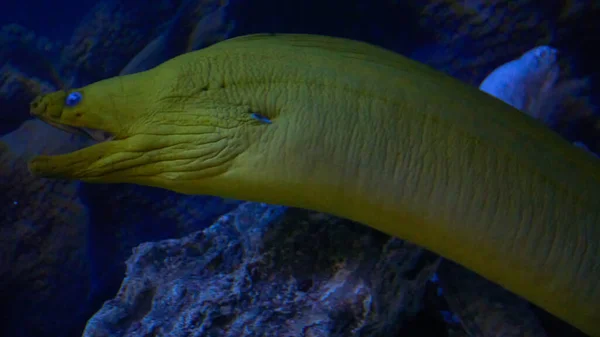 Moray Anguilas Hábitat Natural —  Fotos de Stock