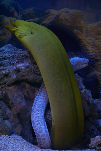 Moray Anguilas Hábitat Natural — Foto de Stock