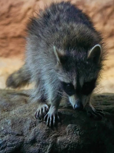 Waschbär Gurgelt Procyon Lotor Lebensraum — Stockfoto