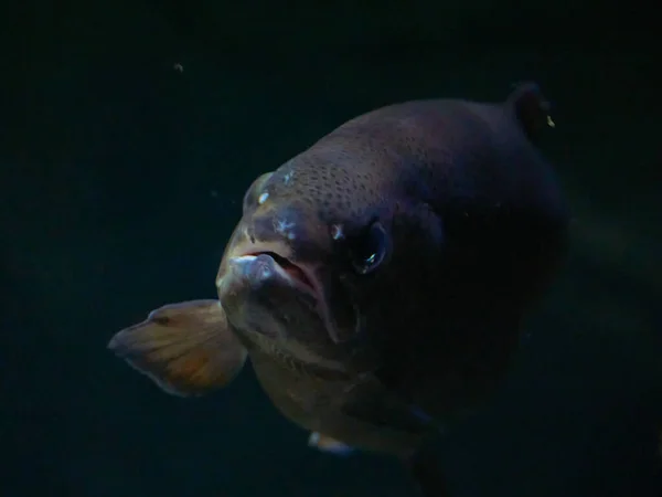 天然生息地の海洋魚 — ストック写真