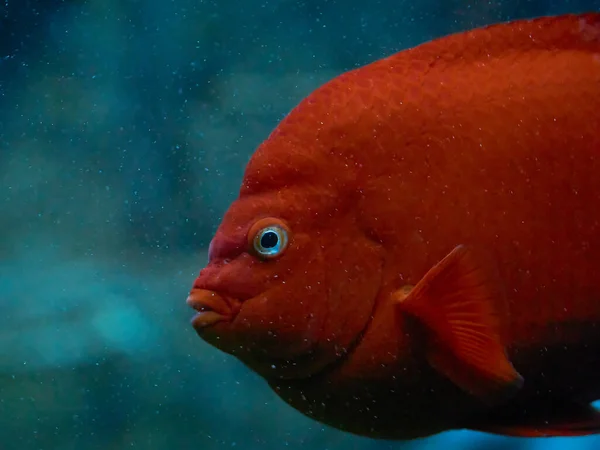 天然生息地の海洋魚 — ストック写真