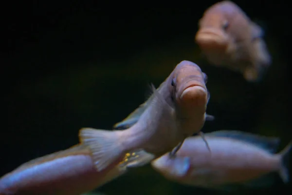 Marine Fish Natural Habitat — Stock Photo, Image