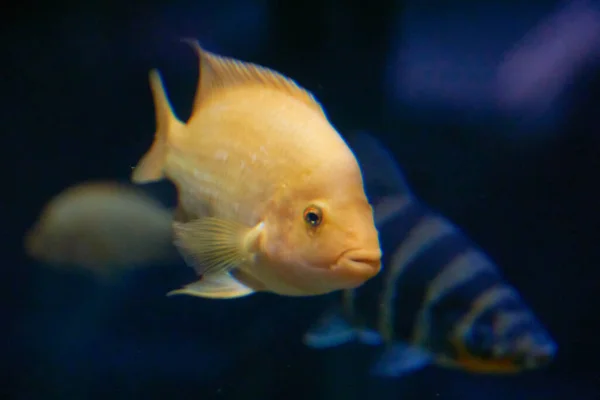 自然の生息地での黄色の熱帯魚 — ストック写真