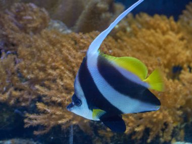 Heniochus acuminatus, okyanus sularında üçgen çizgili bir balık.