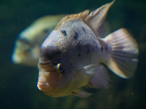 天然生息地の海洋魚 — ストック写真