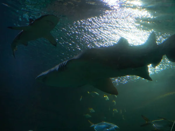 Nadar Com Tubarões Cuvier Galeocerdo Nas Águas Oceano — Fotografia de Stock