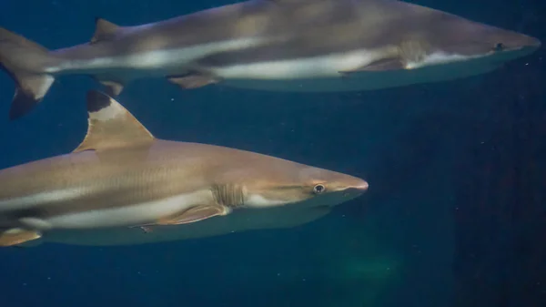 Nadar Con Tiburones Galeocerdo Cuvier Las Aguas Del Océano —  Fotos de Stock