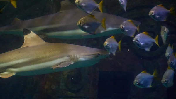 Nadar Con Tiburones Galeocerdo Cuvier Las Aguas Del Océano — Foto de Stock