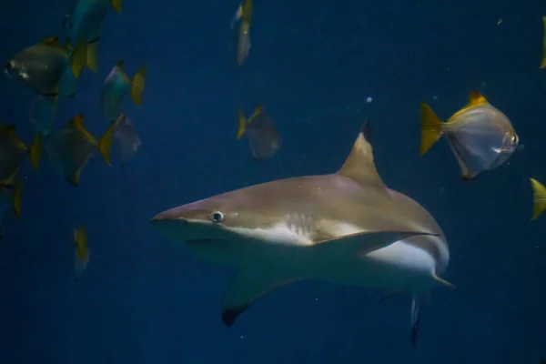 Nadar Com Tubarões Cuvier Galeocerdo Nas Águas Oceano — Fotografia de Stock