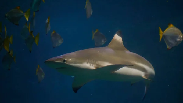 Nadar Com Tubarões Cuvier Galeocerdo Nas Águas Oceano — Fotografia de Stock