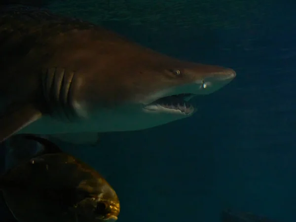 Nadar Con Tiburones Galeocerdo Cuvier Las Aguas Del Océano —  Fotos de Stock